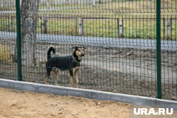 Собака напала на таксу и ребенка 