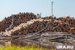 Запрещенных организмов в лесоматериалах выявлено не было