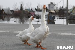 Шадринцы привезли в Мадагаскар плюшевых серых гусей