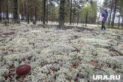 В Октябрьском районе ХМАО больше недели ищут жителя, ушедшего собирать грибы