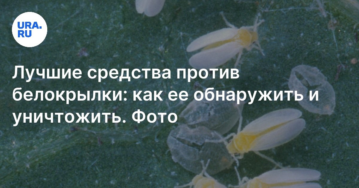 Как избавиться от белокрылки, чтобы спасти урожай помидоров, огурцов и не только — Лайфхакер