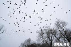 Мария Захарова насмешливо спросила у Европы, будут ли они отстреливать птиц над Брюсселем