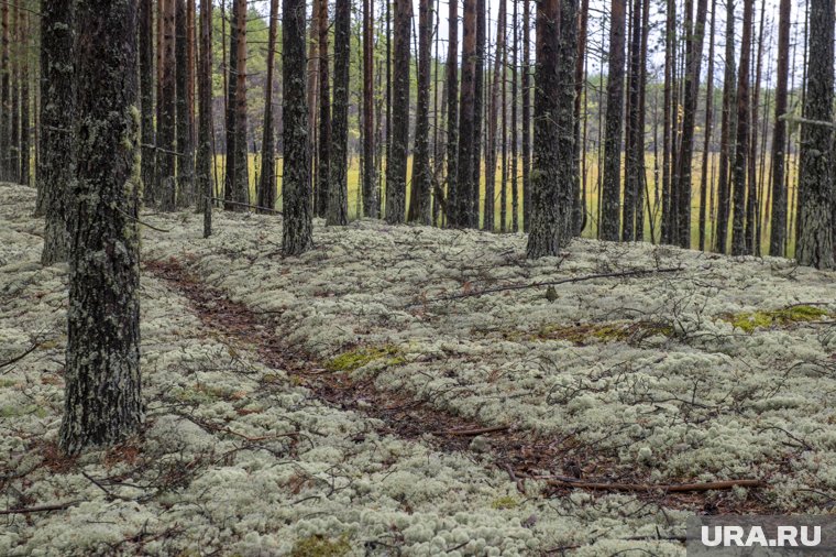 Редкий гриб пермяк нашел в Очерском районе