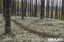 Редкий гриб пермяк нашел в Очерском районе