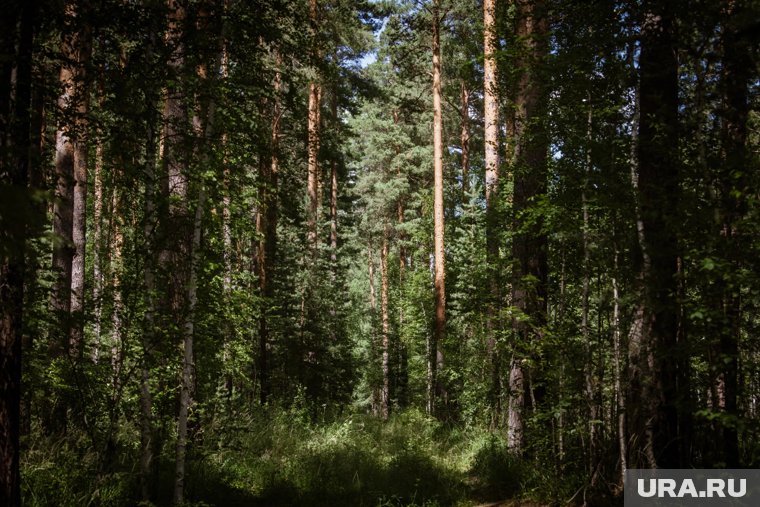 Фото эмбриона, найденного в лесу, появилось в Сети