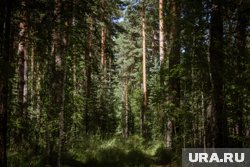 Фото эмбриона, найденного в лесу, появилось в Сети