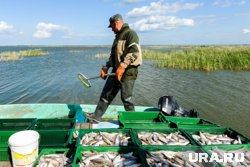 Савельев: В этом году зафиксирован рекордно низкий вылов лососевых