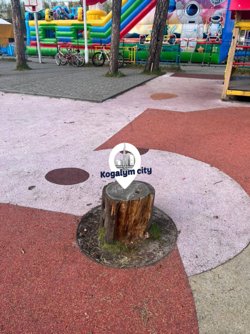 На месте пенька было дерево, которое упало из-за урагана 