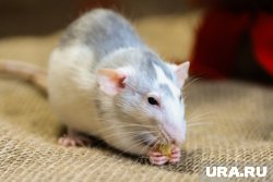 Студенты также сообщают, что помимо грызунов в здании общежития в Сургуте полно тараканов и плесень на стенах