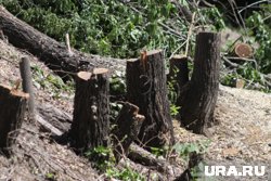 В Кургане спилили несколько деревьев на набережной для улучшения эстетического вида