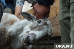 Жертвоприношением на школьном дворе заинтересовались полицейские ХМАО 