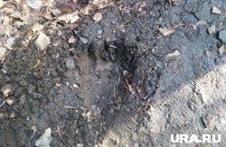 Следы медведя заметили около Черной скалы