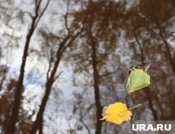 Что делать, чтобы защитить сад осенью