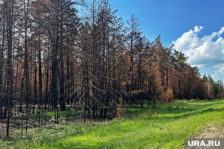 Власти Кургана объединят леса, чтобы лучше за ними следить