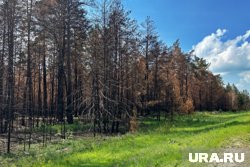 Власти Кургана объединят леса, чтобы лучше за ними следить