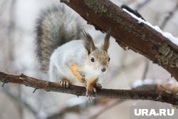 Белочка - маскот пермского наркодиспансера