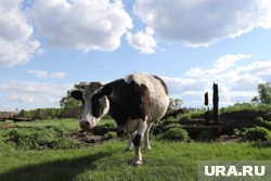 В курганском округе житель лишился арендованной для коров земли