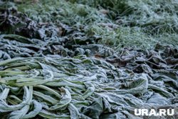 Ночные заморозки накроют Курган и Шадринск