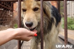 Чаще всего животным помогают женщины в возрасте от 40 до 50 лет