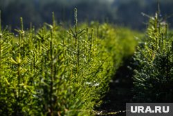 Из Пермского края в Казахстан в 2025 году вывезено 1865 саженцев ели