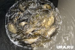 Хорошо клевало на реке в Белозерском округе
