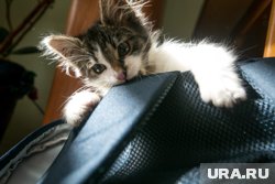 Кошки из Лыпьи могут не только украшать, но и охранять дом (архивное фото)