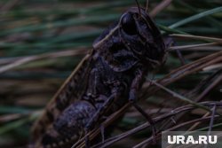 Распространение саранчи связано с солнечной радиацией, направлением ветра и необработанными землями