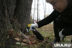 Владельцам зараженных участков предстоит обработать территории от вредителей
