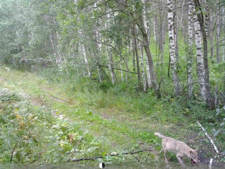 В фотоловушку хищник попал с добычей в зубах