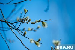 Предположительно, днем на небе почти не будет облаков