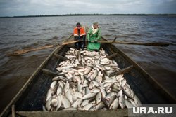 Рыбаки Аксарковского рыбозавода ловят тонны рыбы каждый день