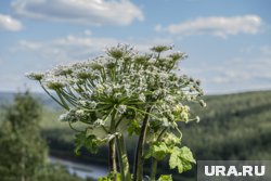 В территории продолжается работа с владельцами земель, которые не решают проблему ядовитого растения