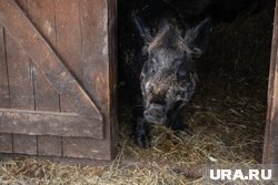 Кабанов заметили у дворца культуры имени И. П. Романенко