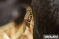 Бычий слепень появляется в местах, где пасется скот
