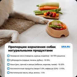 Пропорции кормления собак натуральными продуктами 