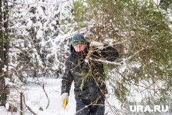 Заключить договор на вырубку ели к Новому году можно в лесничествах