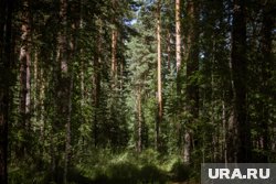 Чтобы не нарваться на дикого зверя, в лесу стоит вести себя громко, заявил эксперт по выживанию