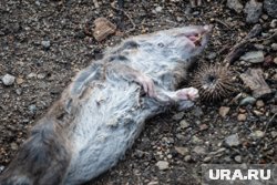 Житель Нижневартовска развешивает трупы крыс на своей даче