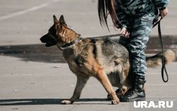 Служебные овчарки ищут новых хозяев
