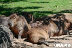 На 10 июля выпадает несколько важных дат