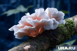 Ученые назвали найденный гриб в честь сотрудника заповедника (архивное фото)