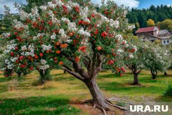 Обрезать яблони лучше осенью после сбора урожая