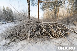 В России возникли проблемы с определением слова валежник