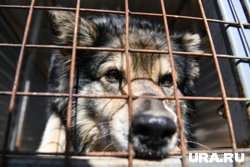 Руководитель приюта утверждает, что собака умерла накануне