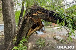 Упавшее дерево перегородило дорогу (архивное фото)