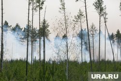 В Югре увеличилась площадь лесных пожаров 