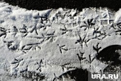 В Курганской области ночью 25 мая есть вероятность снега 