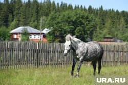 Лошадей будут благодарить за труд