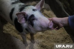 Оно досталось ему от брата и находилось на хранении в доме без соответствующего разрешения