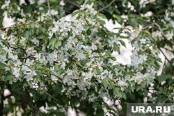 Раньше в народе 4 мая водили хороводы вокруг яблонь